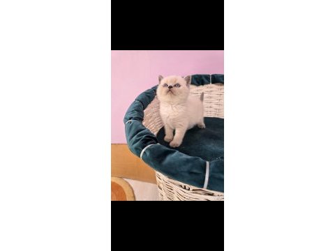 British shorthair blue point