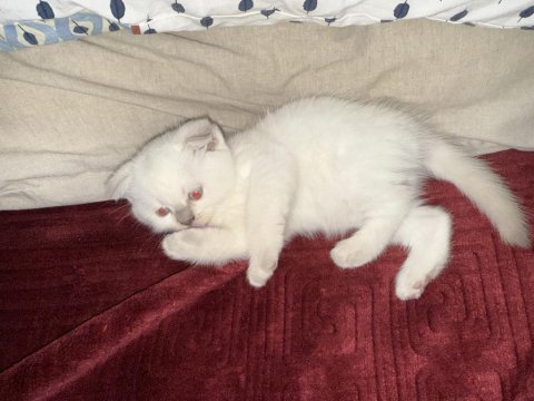 Yeni yavru scottish fold tuvalet eğitimli