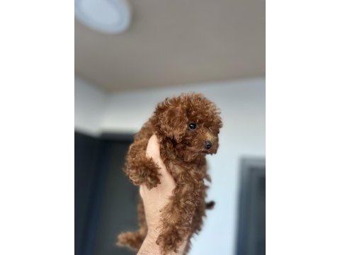 Sağlık garantili toy poodle bebekler