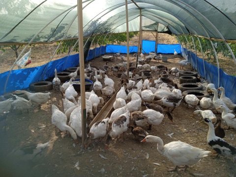Satılık kaz ördek tavuk mevcuttur