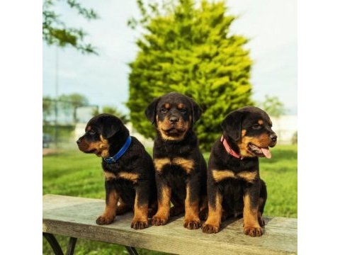 Baba türkiye şampiyonu anne baba srclı safkan köpekler
