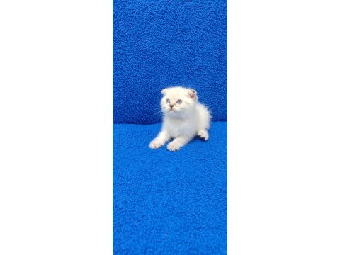 Mavi boncuk teslime hazırdır scottish fold