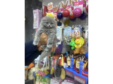 Longhair scottish fold