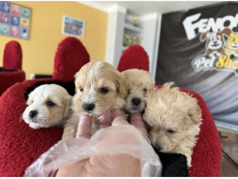 Ret brown maltipoo yavrular wc eğitimli arayanlara