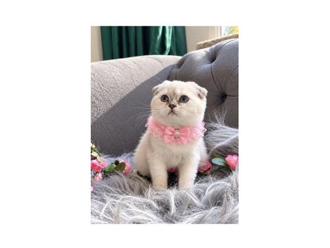 Muhteşem kalitede scottish fold