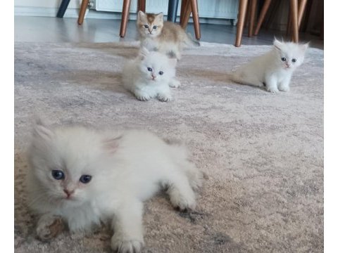 Vcf şecereli uysal oyuncu british shorthair yavrular