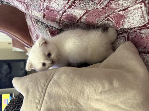 Yeni yavru scottish fold tuvalet eğitimli