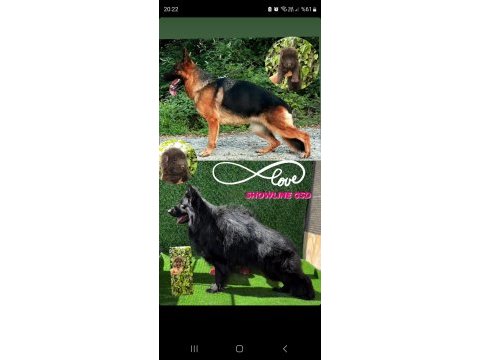 Showlıne (dusuk bel) alman çoban köpeği
