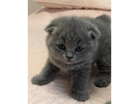 Scottish fold british siyam yavru çeşitler mevcuttur