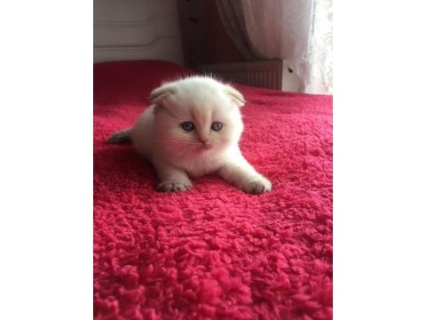 Kar beyaz scottish fold bebeğimiz