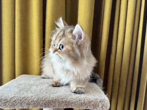 Golden yakışıklı british longhair