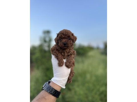 Sağlık ve ırk garantili toy poodle yavrularımız 