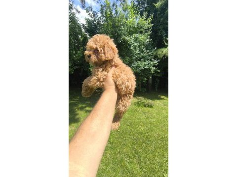Maltipoo yavrular