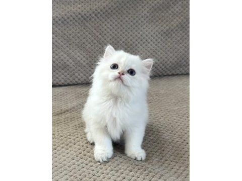 Brıtısh longhaır yavrumuz