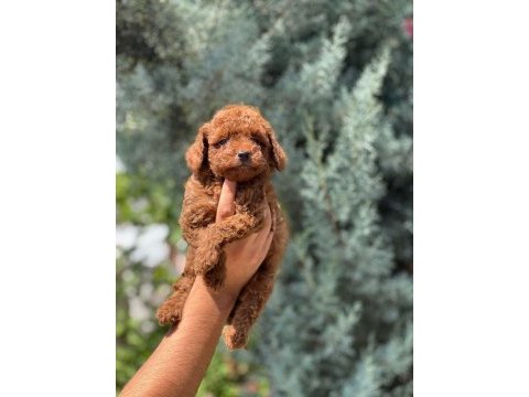 Safkan toy poodle yavrular