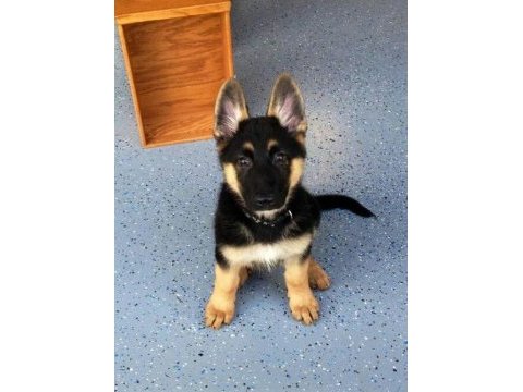 Alman kurdu köpeğimiz