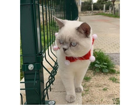 British blue point