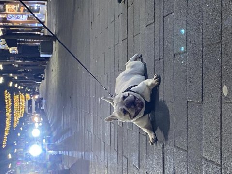 2 yaşında blue cream dişi kızanı yakın french bulldog