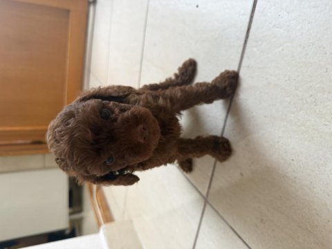 Irk onaylı dark brown toy poodle