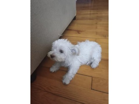 Maltese terrier 3 aylık
