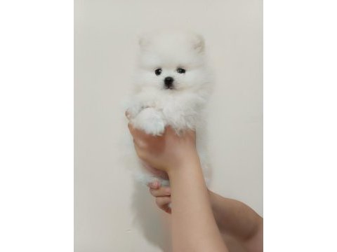 Dişi ve erkek yavru pomeranian
