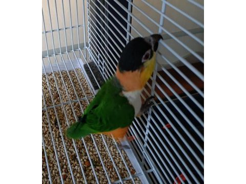 Kara kafa uysal caique