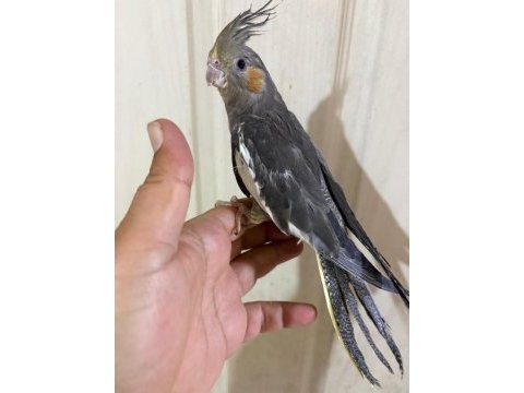 45 günlük konuşturmalık grey bebek sultan papağanı