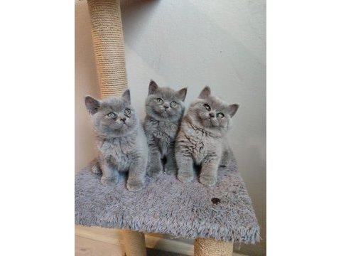 Ayıcık safkan british shorthair yavrularımız