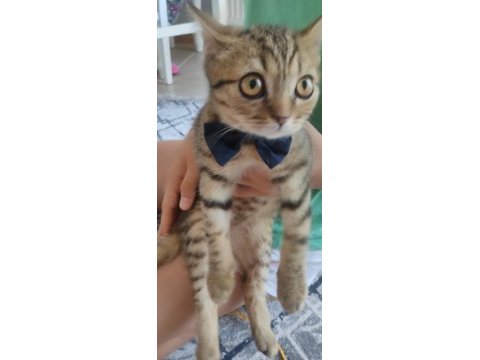 Ücretsiz kedi sahiplendirme