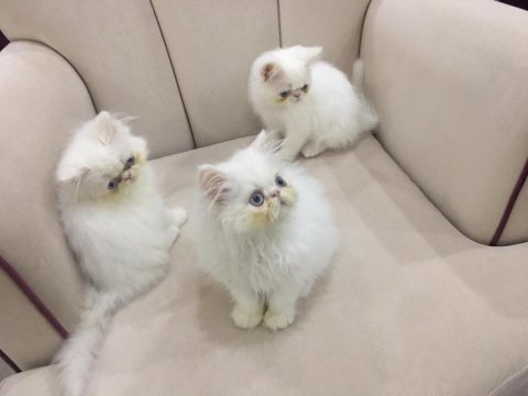 Eşsiz exotic shorthair red point erkek yavrular.
