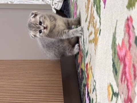 Annesi scottish blue point babası britishshorthair kedilerim
