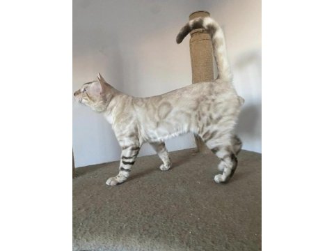 Safkan bengal kedileri