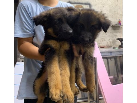 Orjinal alman çoban köpeği yavrusu