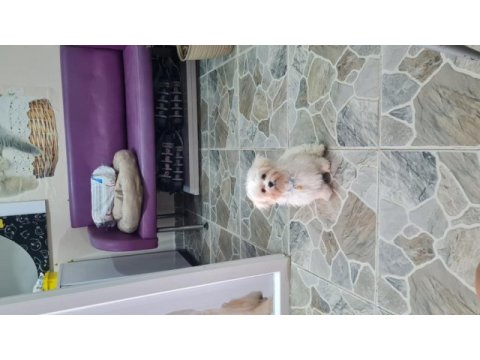 Kore maltese
