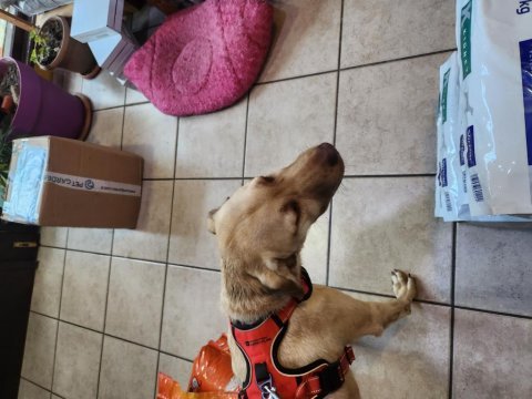 Fındık çok akıllı yavru köpeğimiz