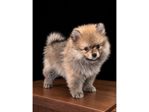 Pomeranian boo 50 günlük