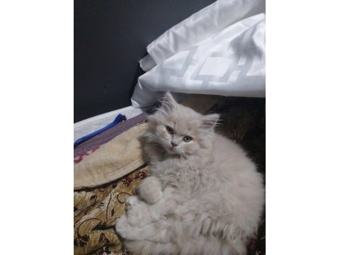British longhair