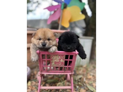 Chow chow (çin aslanı) yavrularımız