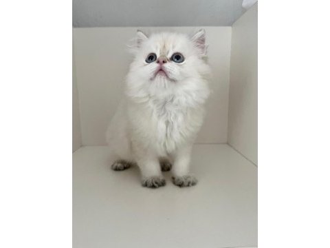 Safkan british longhair golden point erkek