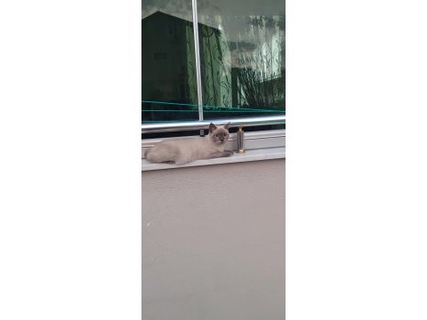 British longhair kedisi