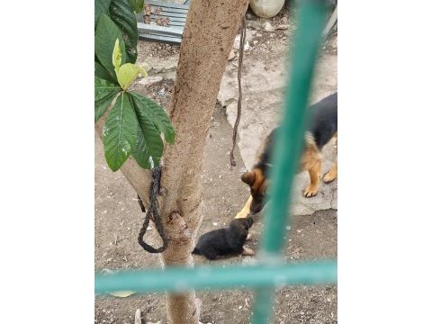 Anne baba saf alman kurdu (german shepherd)