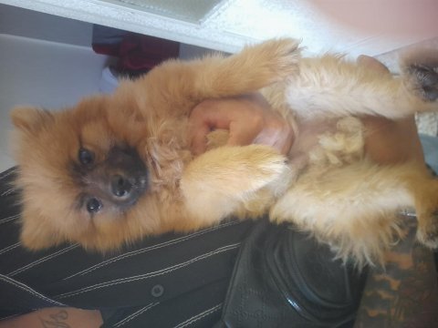 Sahiplenmek isteyenler için pomeranian