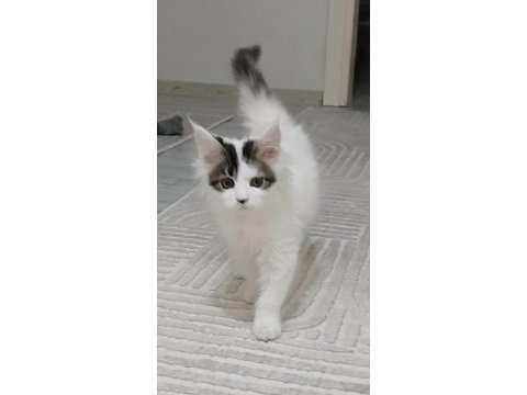 Dişi maine coon 3 ayını yeni doldurdu