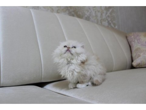 British longhair, vena yı sahiplendiriyoruz 2 aylık