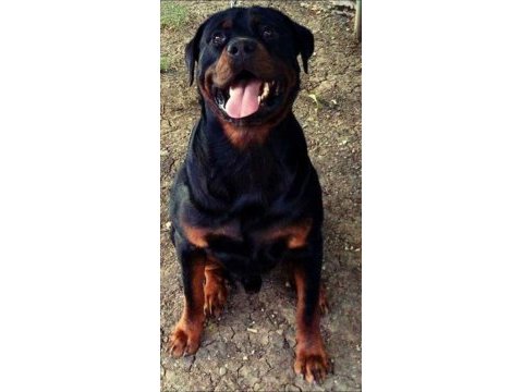 Orjınal yavrular rezervde rottweiler