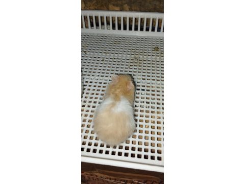 Uzun tüy özel tür teddy bear hamster başka yerde yok