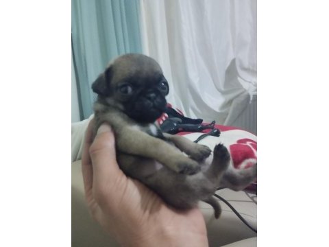 2 aylık dişi pug