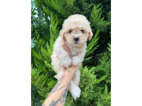Orijinal maltipoo yavrular randevu alarak bakabilirsiniz