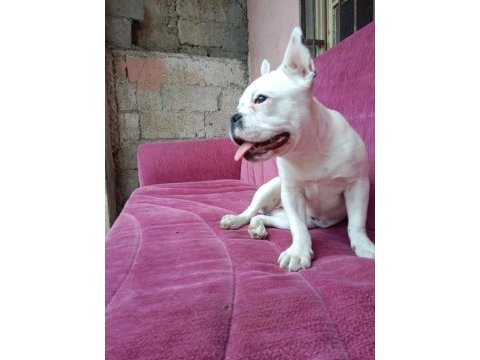 Fransız buldog 2aylik dişi çok akıllı