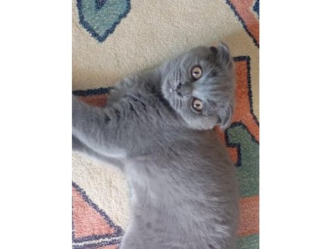 Scottish fold yavru